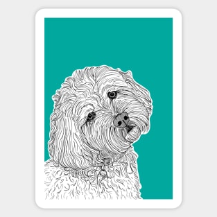 Cockapoo Dog Portrait ( teal background ) Sticker
